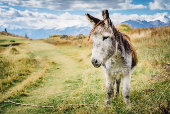 Ane et cordillère blanche