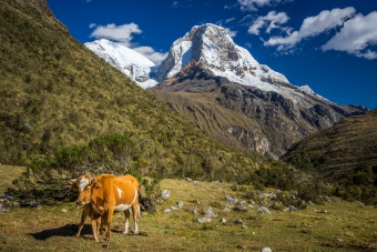 Vache et montagne enneigée