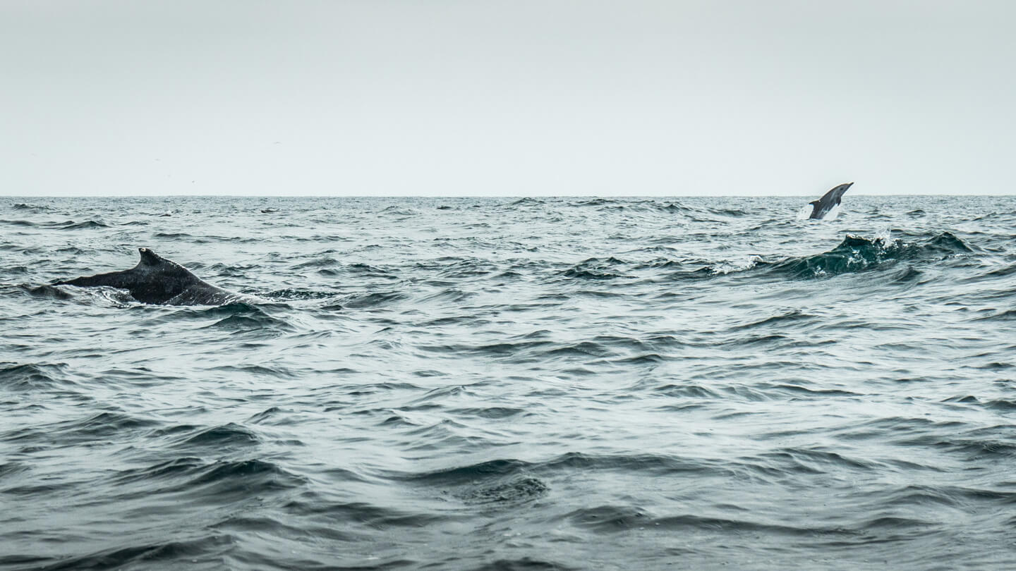 Baleine et dauphin à Puerto Lopez