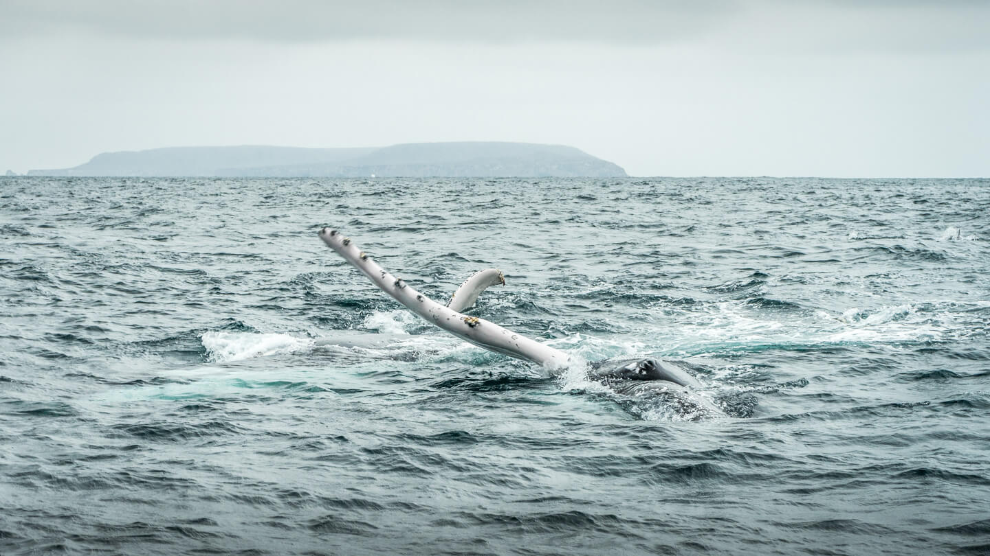 Baleine à Puerto Lopez