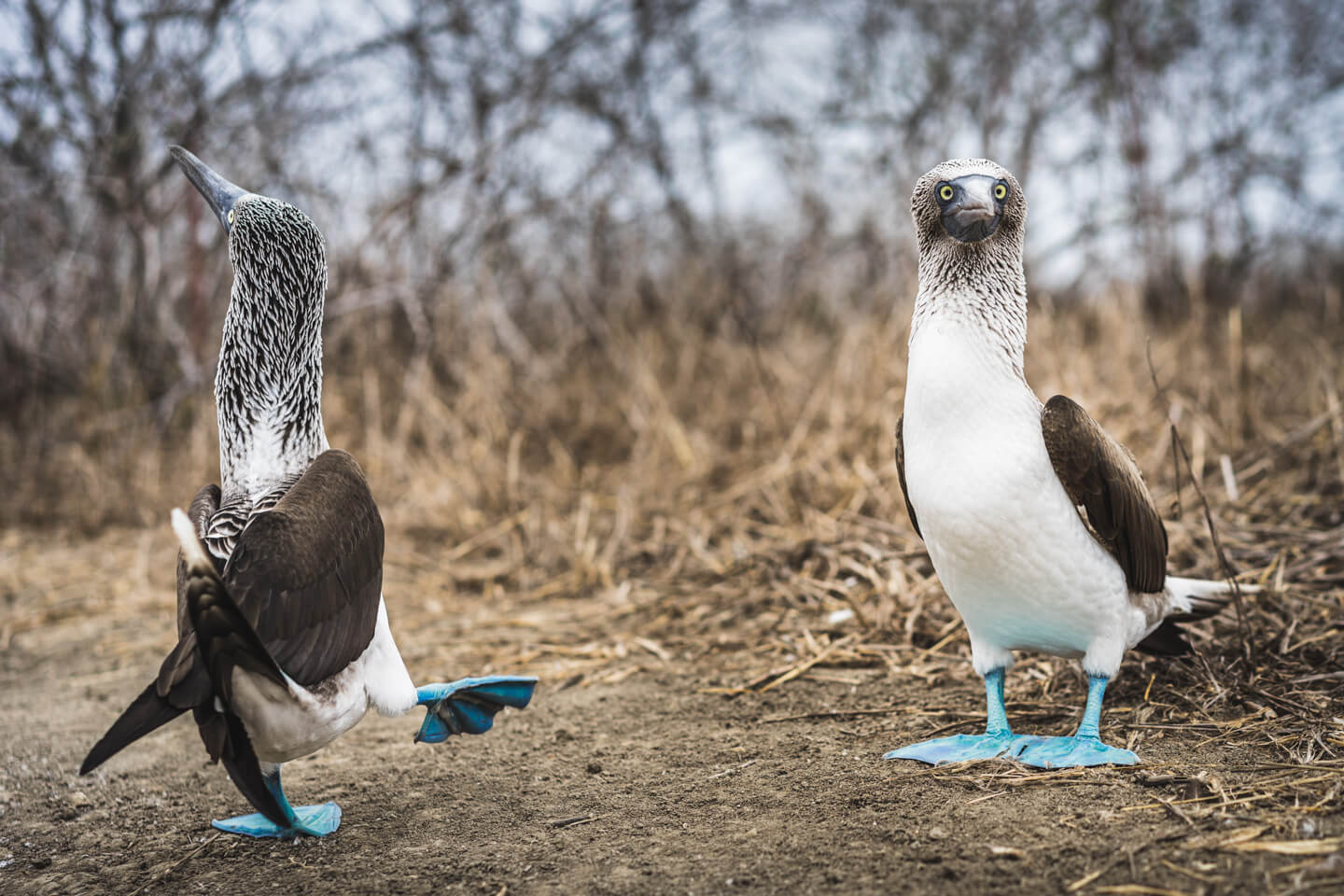 Fous à pattes bleues Isla de la Plata