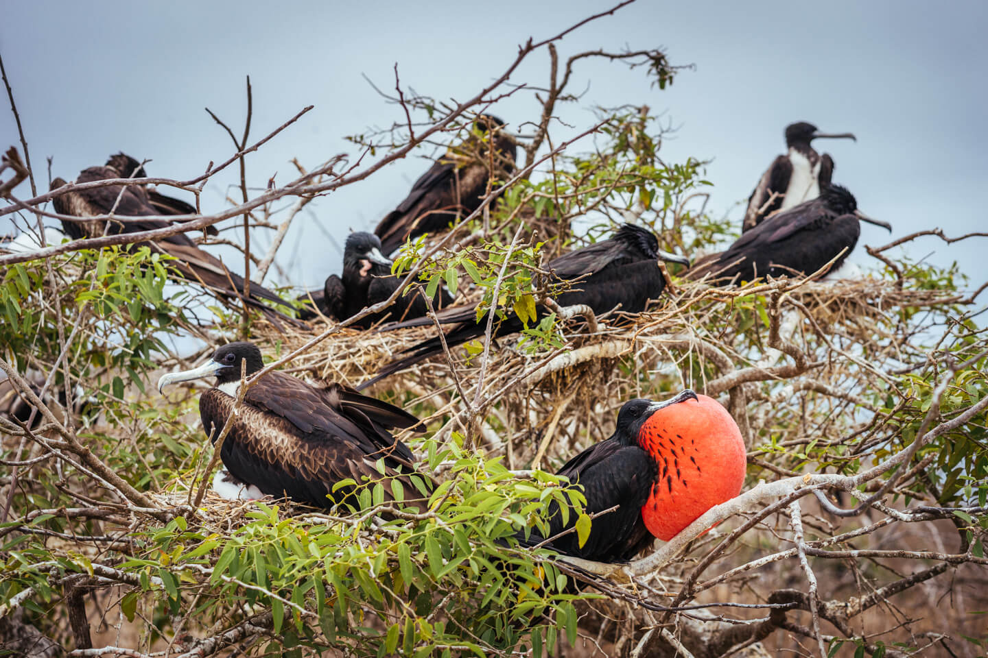 Fou à pattes bleues Isla de la Plata