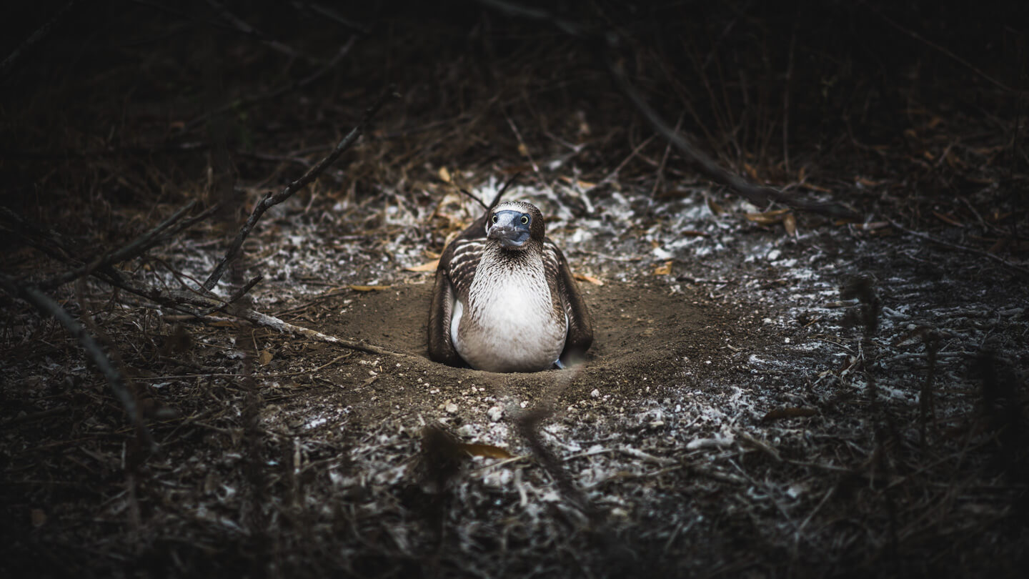 Fou à pattes bleues Isla de la Plata